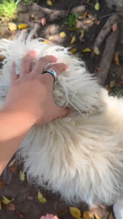 Enlarge Benji, an adopted mixed breed in Sun Valley, CA video 5/6