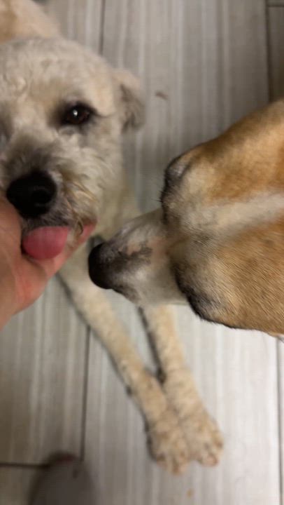 Enlarge Benji, an adopted mixed breed in Sun Valley, CA video 4/6