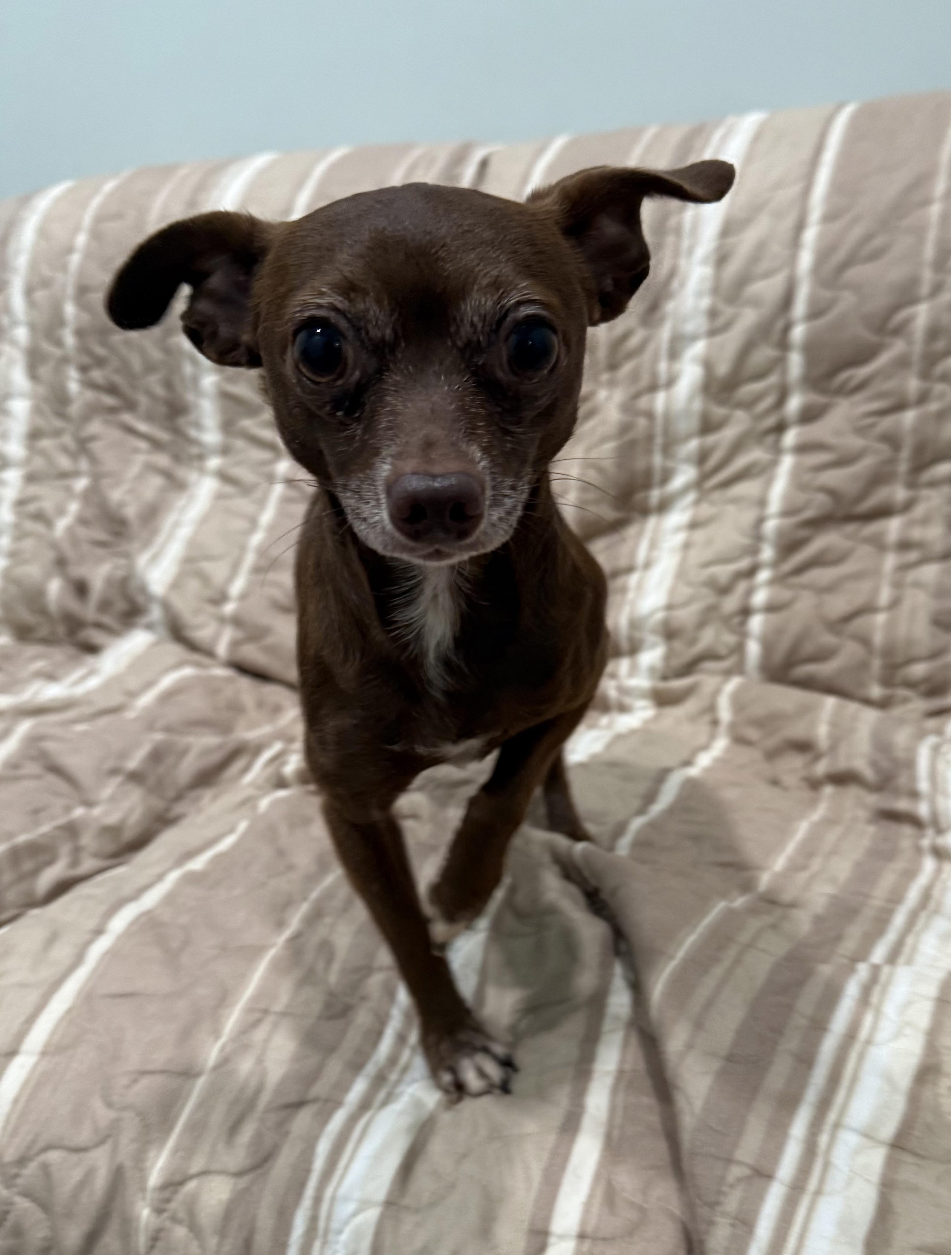 Stewart , adopted, Adult Male Chihuahua.