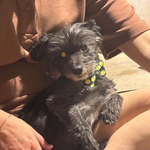 Enlarge Lenny, a Adoptable Miniature Poodle in North Las Vegas, NV image 1/6