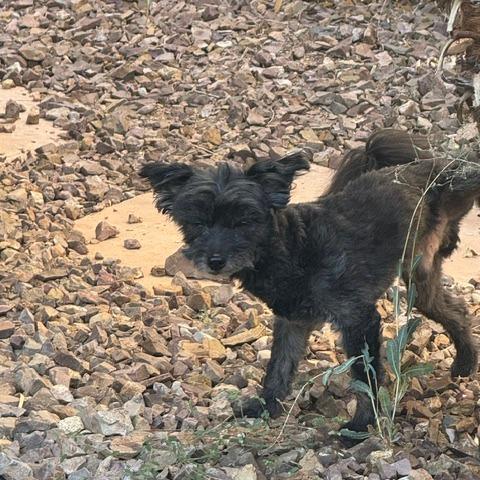 Enlarge Lenny, a Adoptable Miniature Poodle in North Las Vegas, NV image 2/6