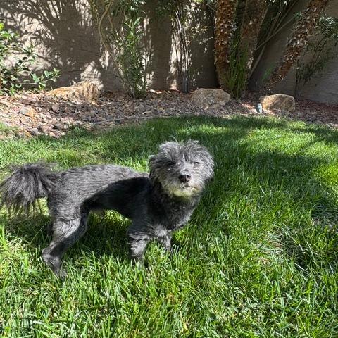 Enlarge Lenny, a Adoptable Miniature Poodle in North Las Vegas, NV image 3/6
