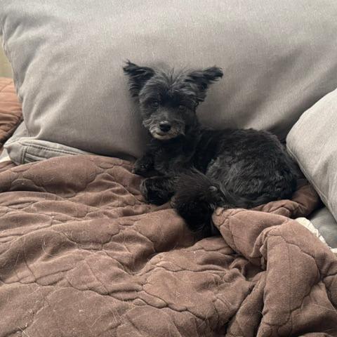 Enlarge Lenny, a Adoptable Miniature Poodle in North Las Vegas, NV image 4/6