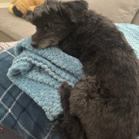 Enlarge Lenny, a Adoptable Miniature Poodle in North Las Vegas, NV image 5/6