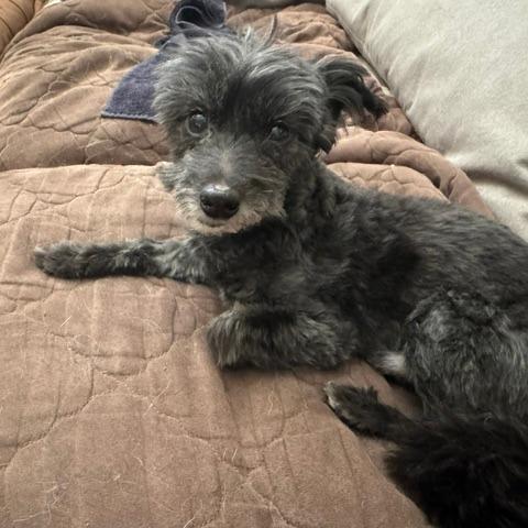 Enlarge Lenny, a Adoptable Miniature Poodle in North Las Vegas, NV image 6/6