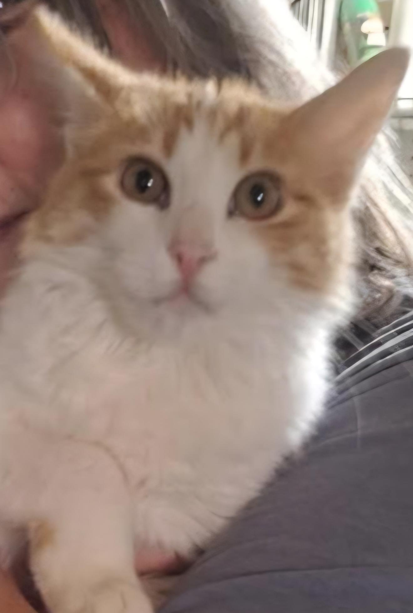 Enlarge Chester, a ADOPTABLE Domestic Medium Hair in Fort Worth, TX image 2/3