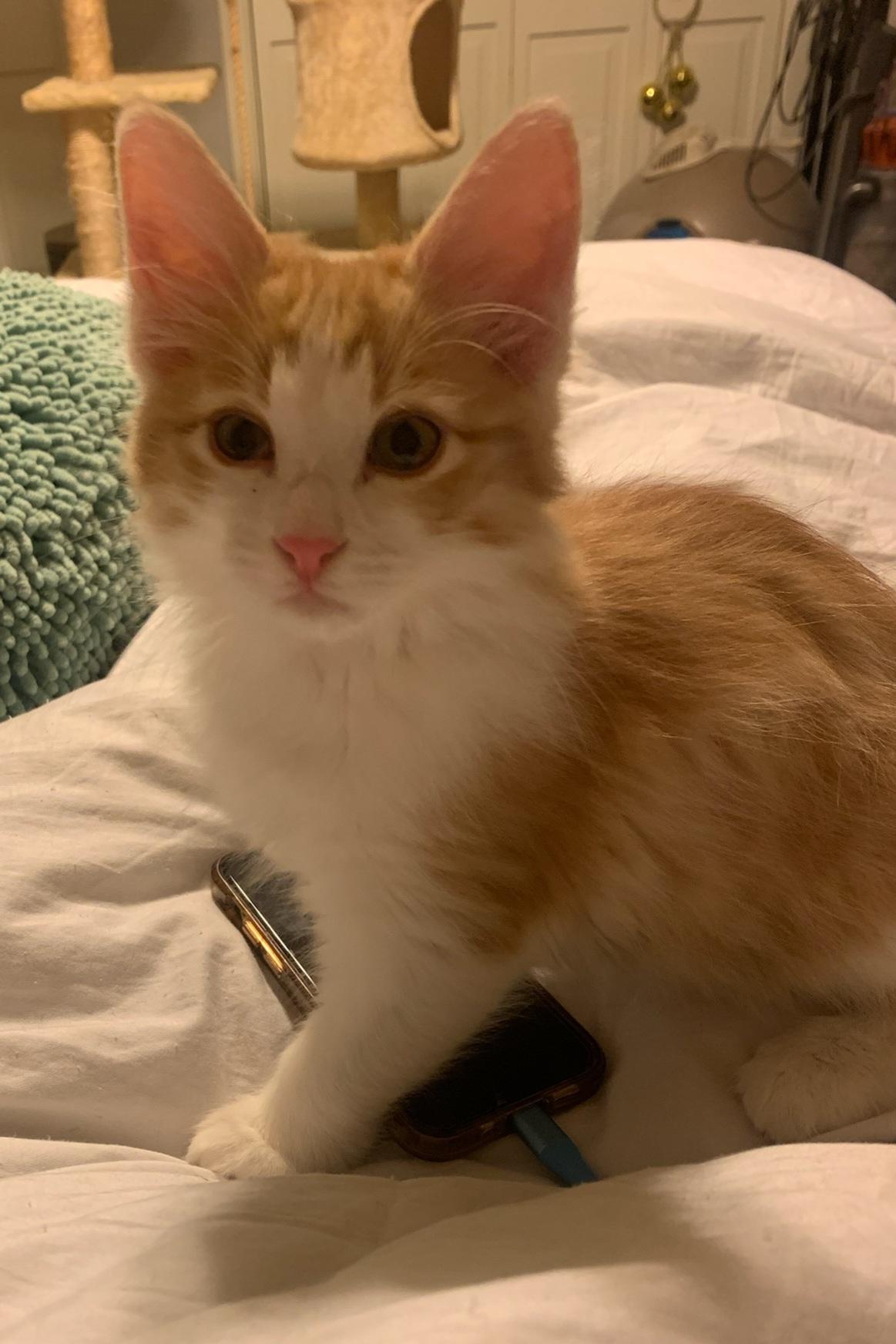 Chester, ADOPTABLE, Young Male Domestic Medium Hair.