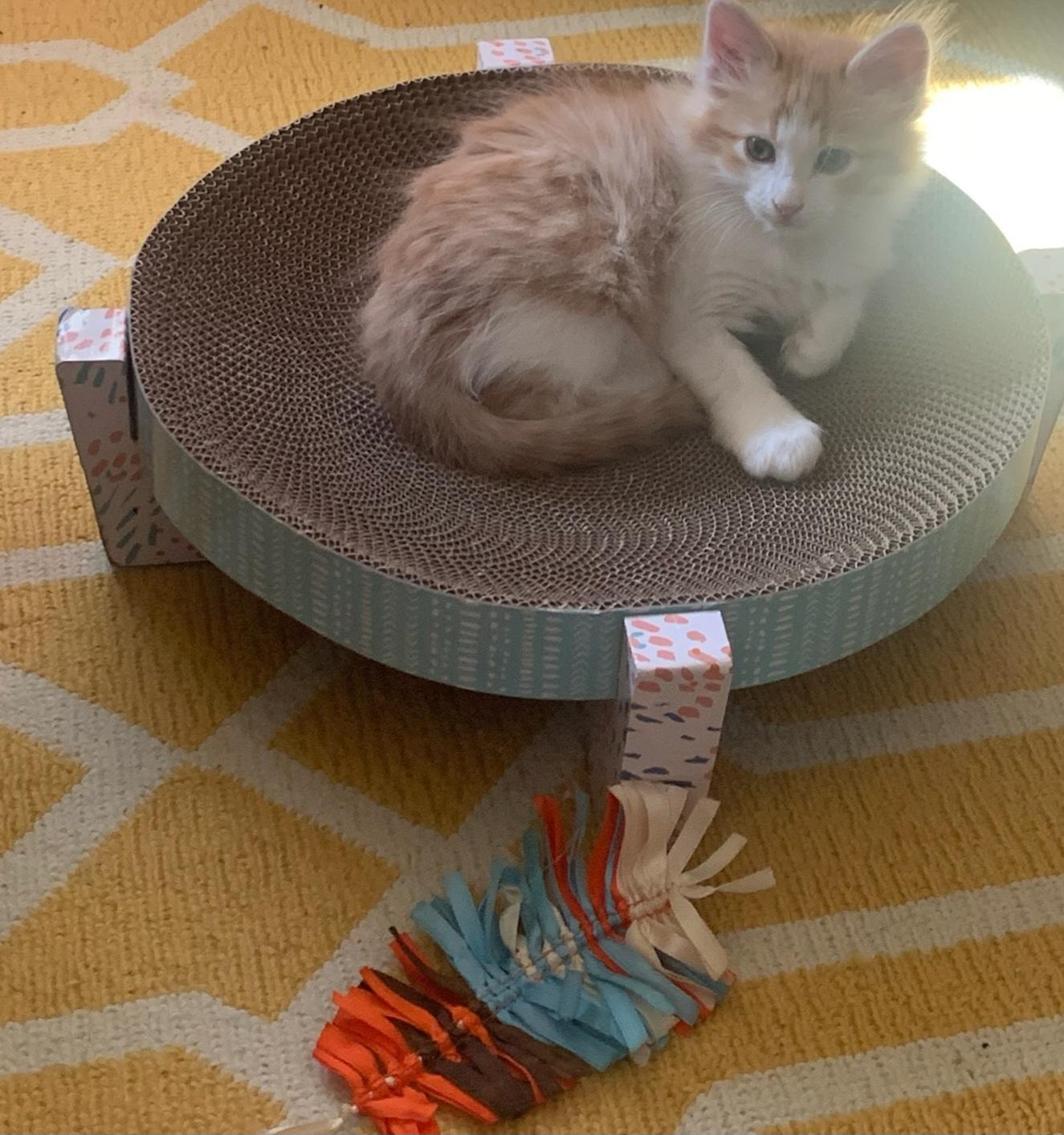 Enlarge Chester, a ADOPTABLE Domestic Medium Hair in Fort Worth, TX image 3/3