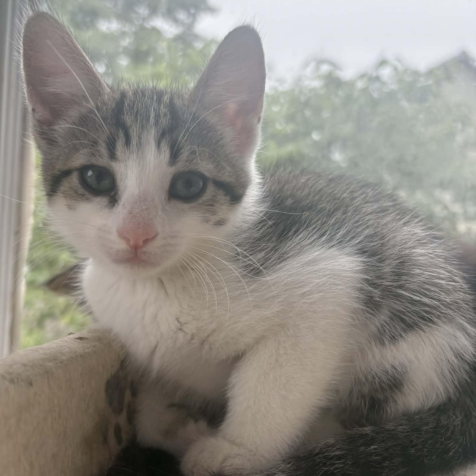 Enlarge Tater Tot, a Adoptable Domestic Short Hair in Delta, OH image 3/5