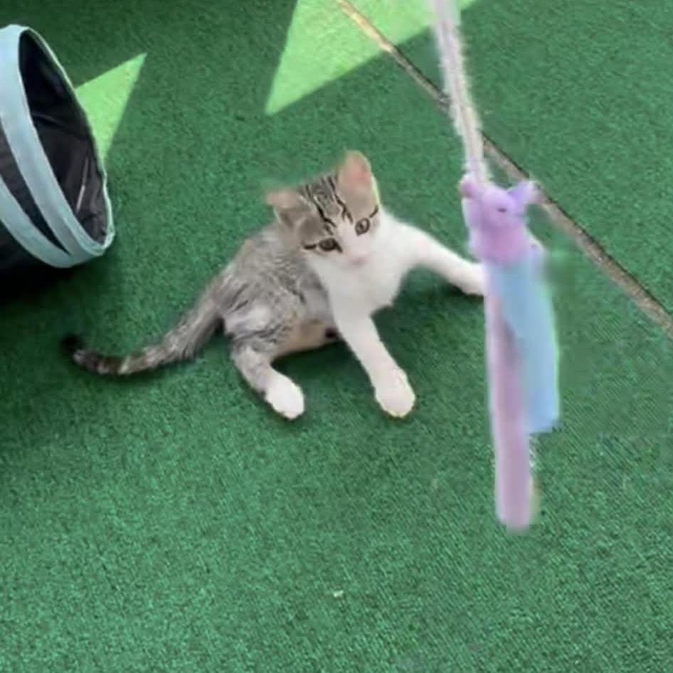 Tater Tot, Adoptable, Kitten Male Domestic Short Hair.