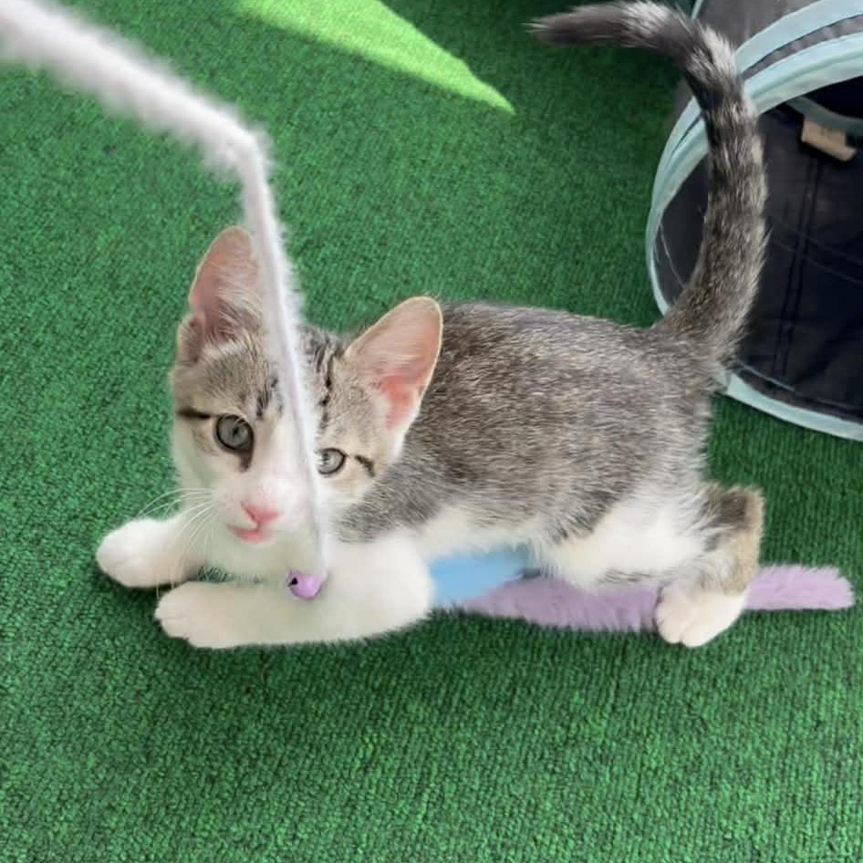 Enlarge Tater Tot, a Adoptable Domestic Short Hair in Delta, OH image 2/5