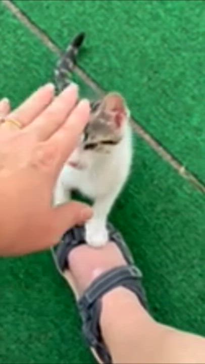 Enlarge Tater Tot, a Adoptable Domestic Short Hair in Delta, OH video 4/5