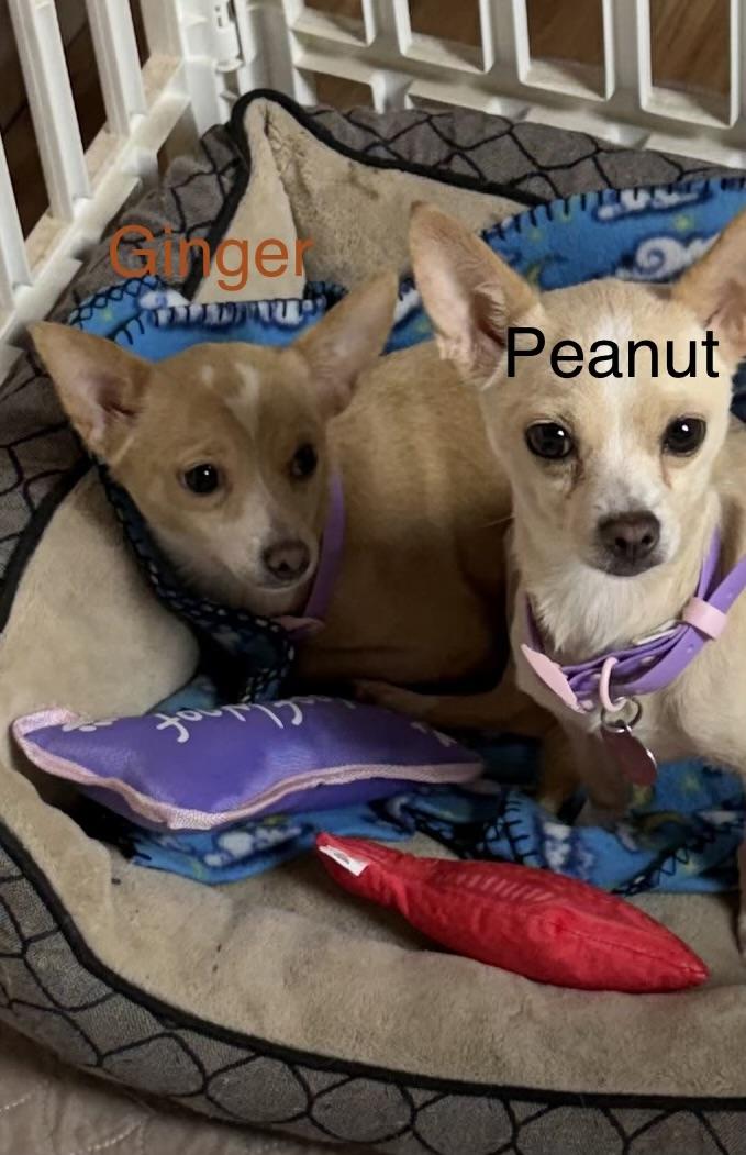 Enlarge Ginger & Peanut, a ADOPTABLE Chihuahua in Santa Maria, CA image 5/6