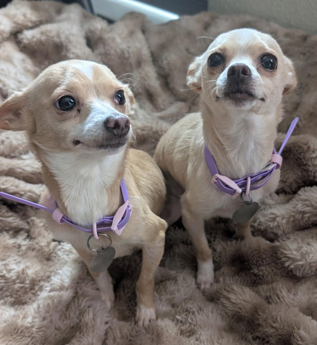 Enlarge Ginger & Peanut, a ADOPTABLE Chihuahua in Santa Maria, CA image 4/6