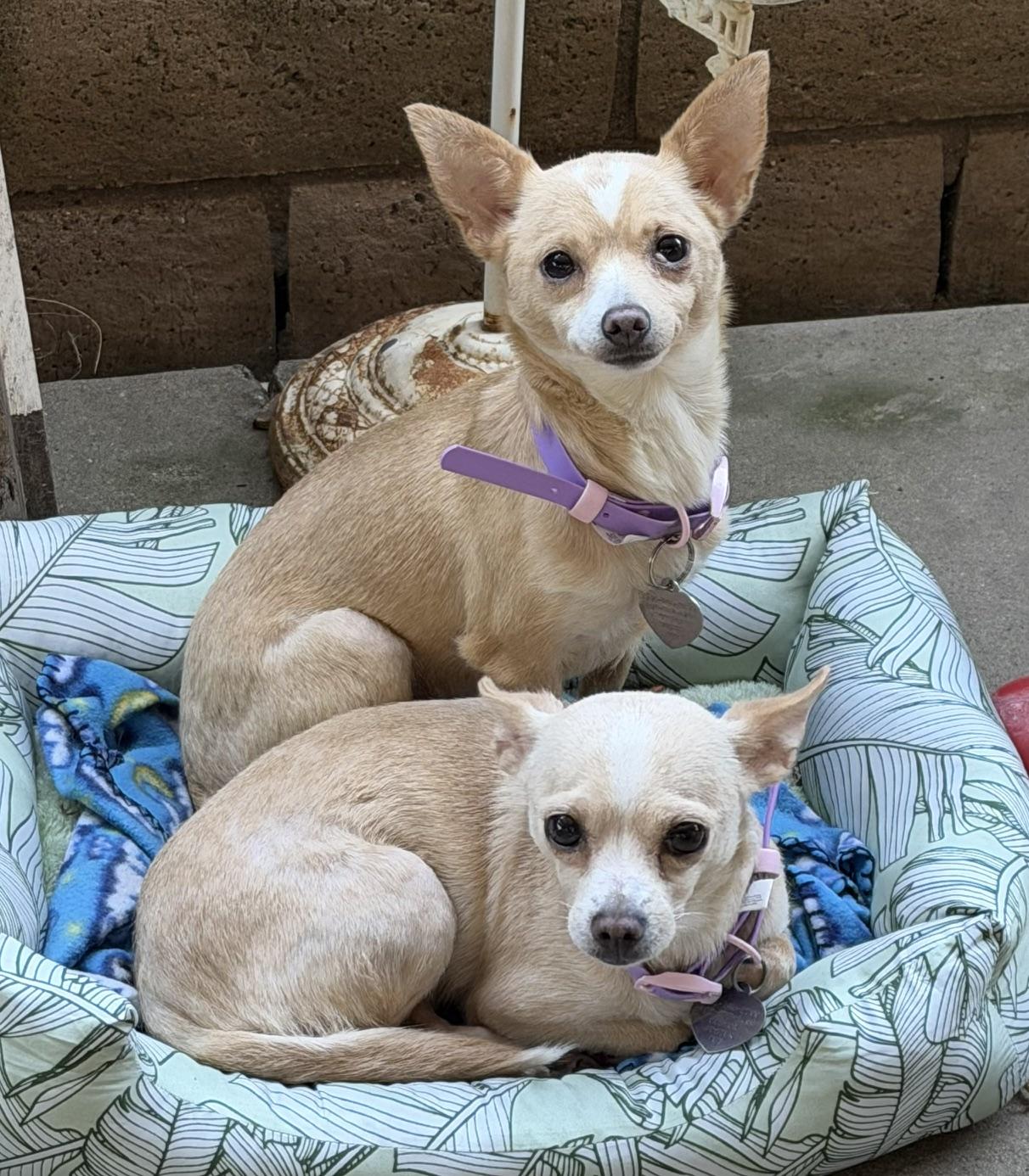 Ginger & Peanut, ADOPTABLE, Adult Female Chihuahua.