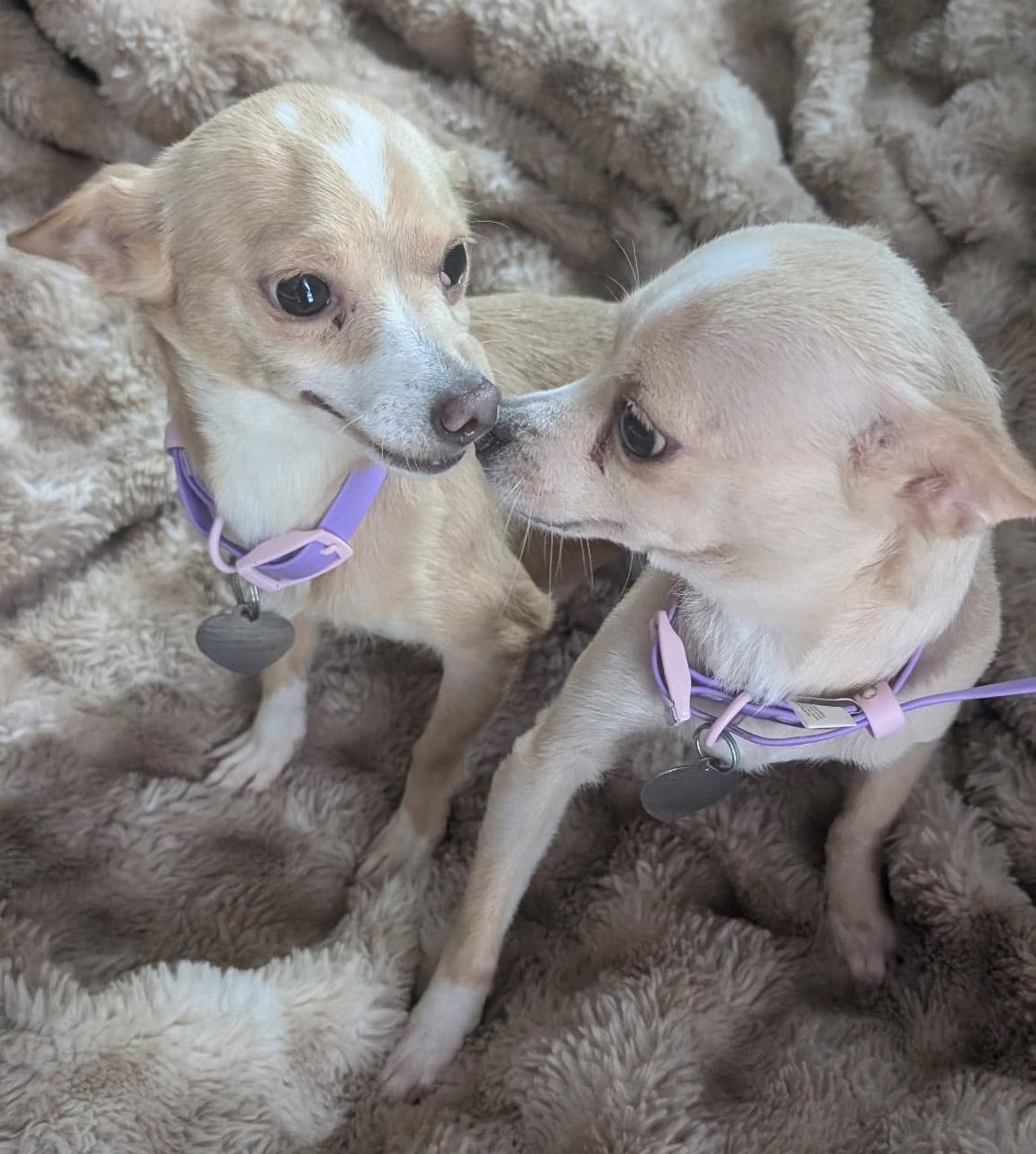 Enlarge Ginger & Peanut, a ADOPTABLE Chihuahua in Santa Maria, CA image 1/6