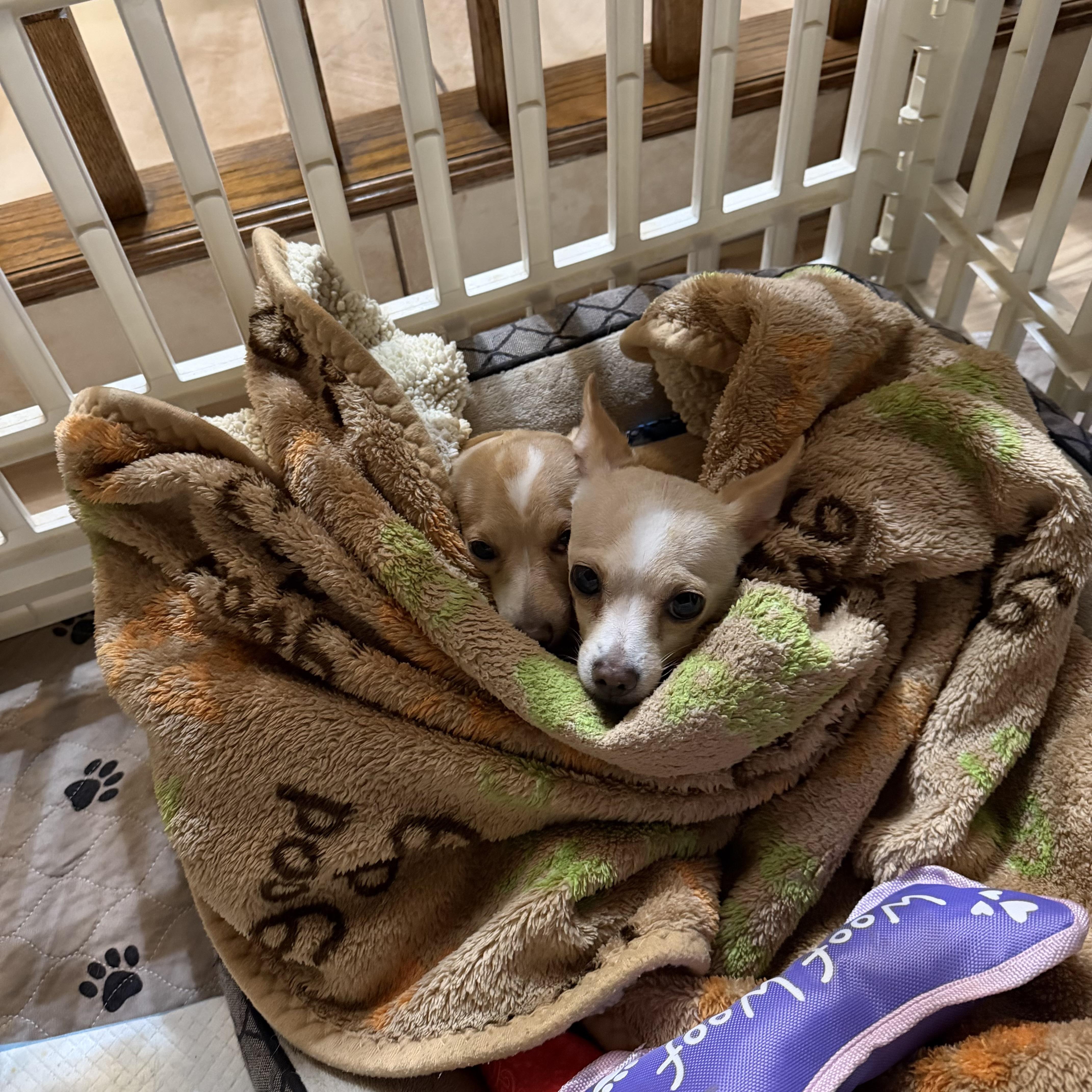 Enlarge Ginger & Peanut, a ADOPTABLE Chihuahua in Santa Maria, CA image 6/6