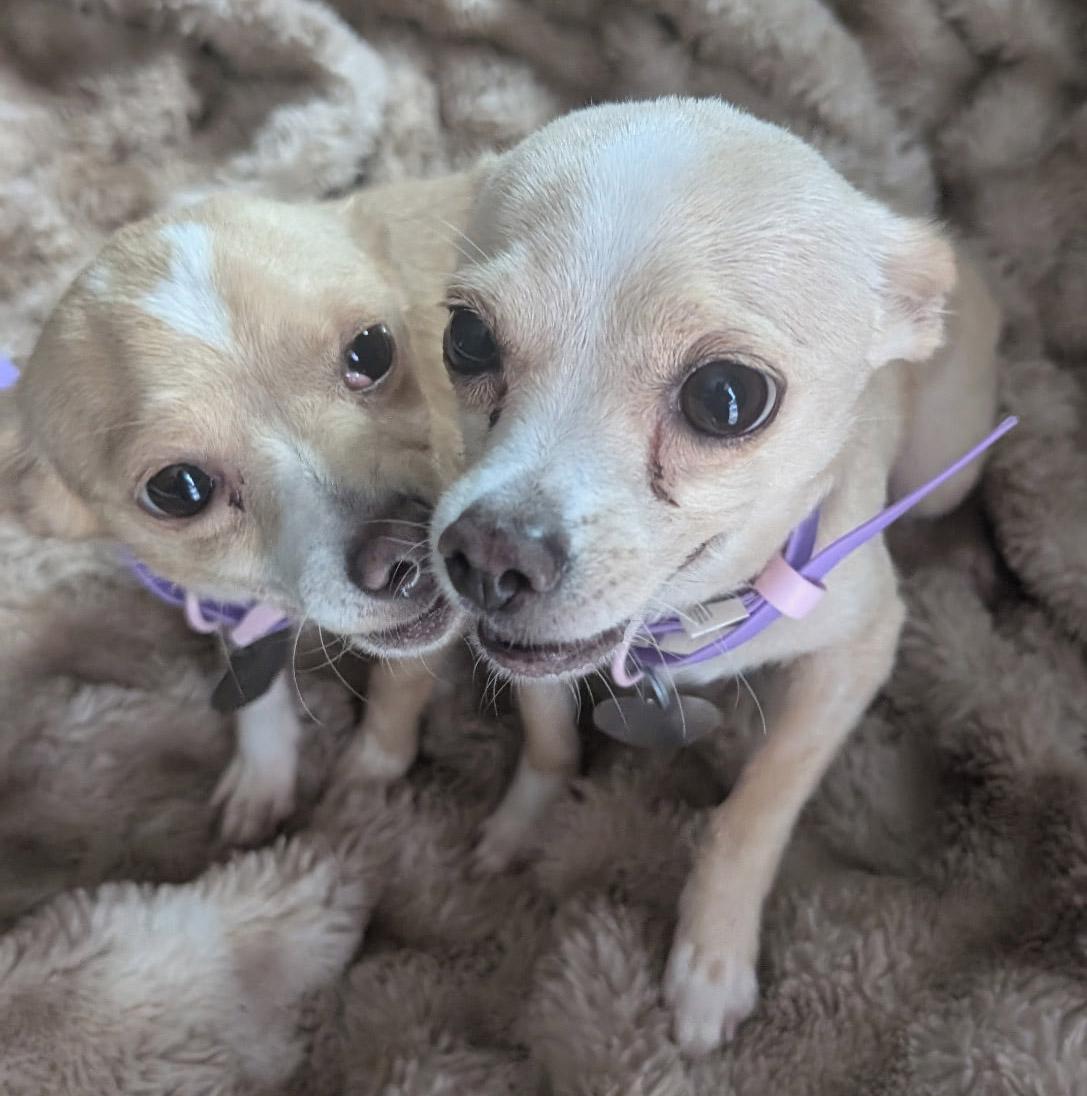 Enlarge Ginger & Peanut, a ADOPTABLE Chihuahua in Santa Maria, CA image 2/6