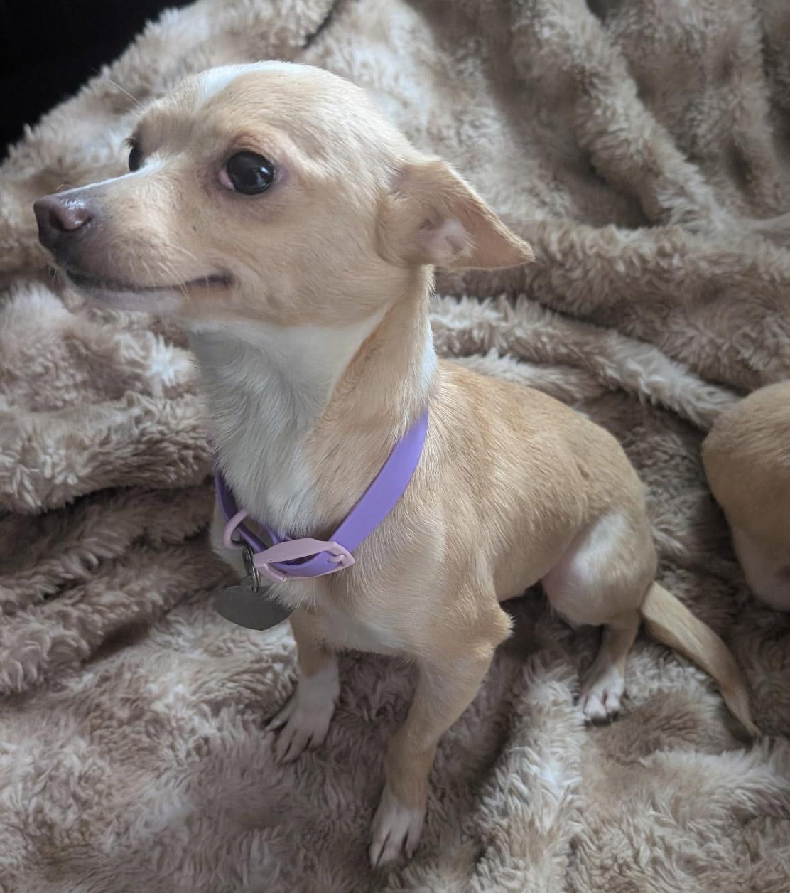 Enlarge Ginger & Peanut, a ADOPTABLE Chihuahua in Santa Maria, CA image 3/6