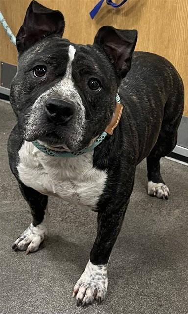 Enlarge ROCSI, a Adoptable Terrier in Upper Marlboro, MD image 1/1