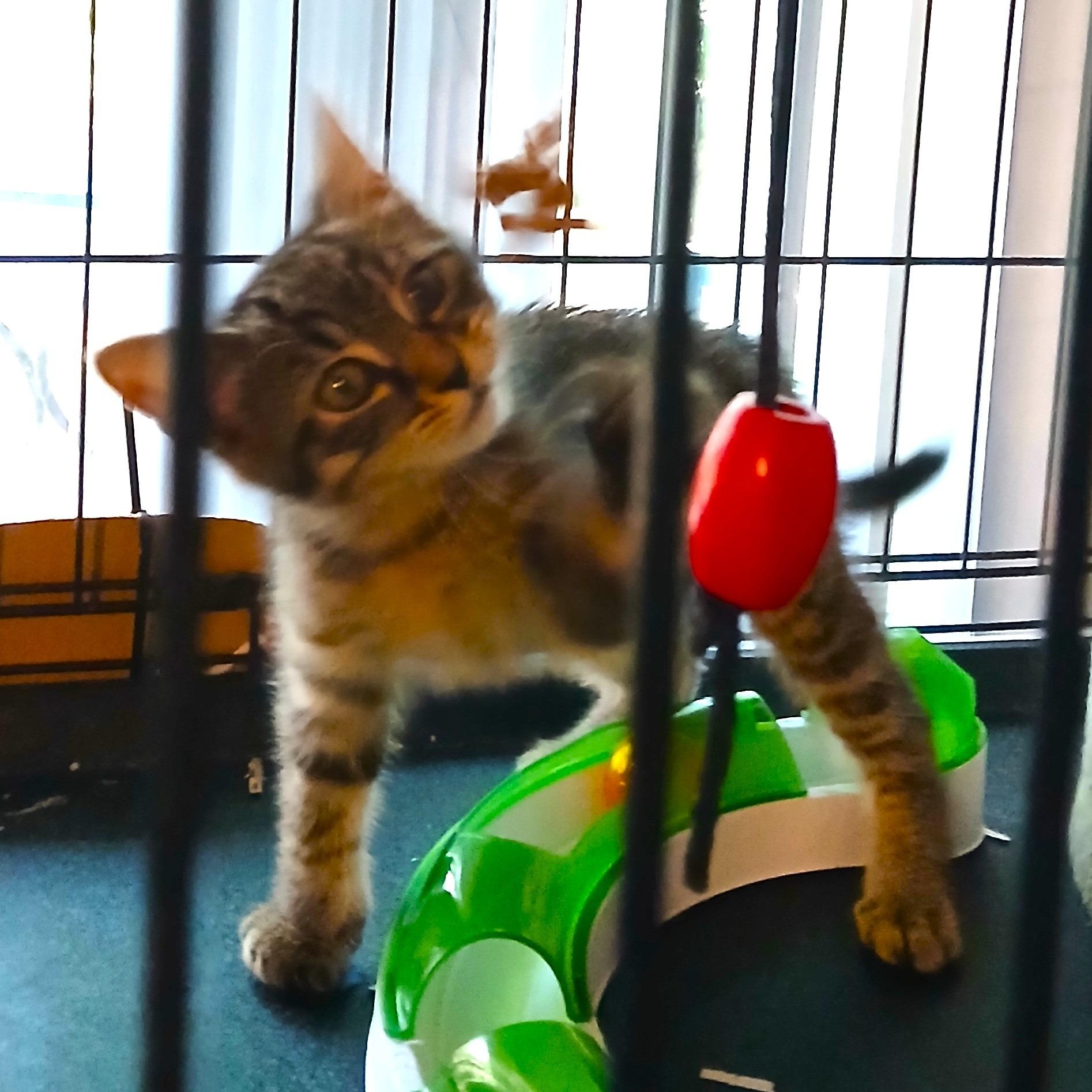 Enlarge Frodo, a Adoptable Tabby in Colfax, CA image 4/5