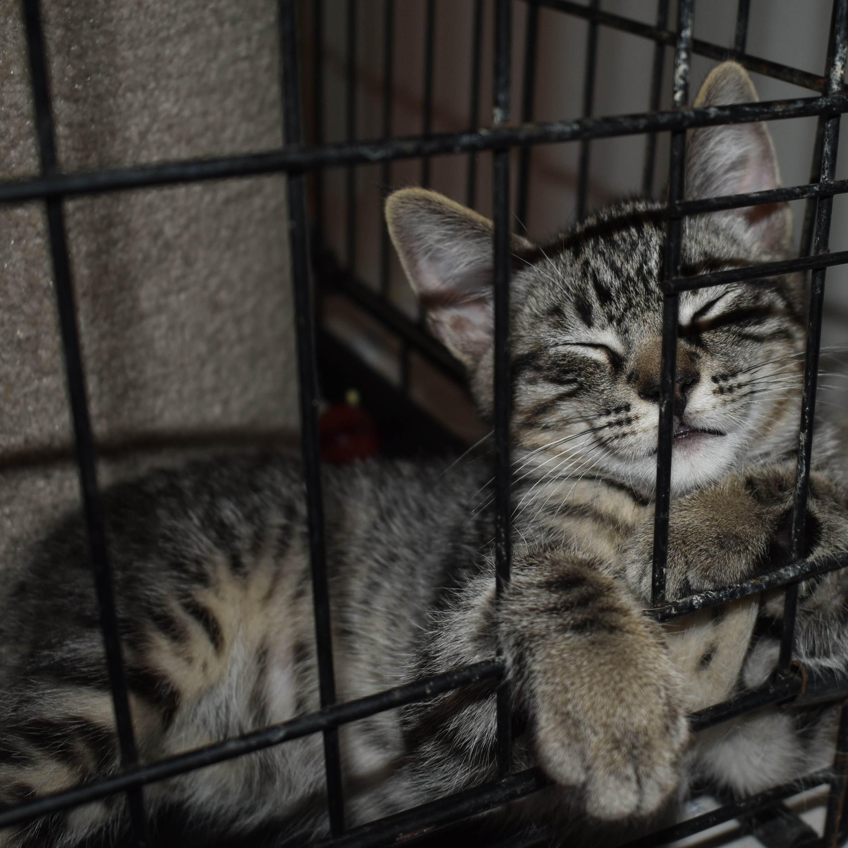 Frodo, Adoptable, Young Male Tabby.