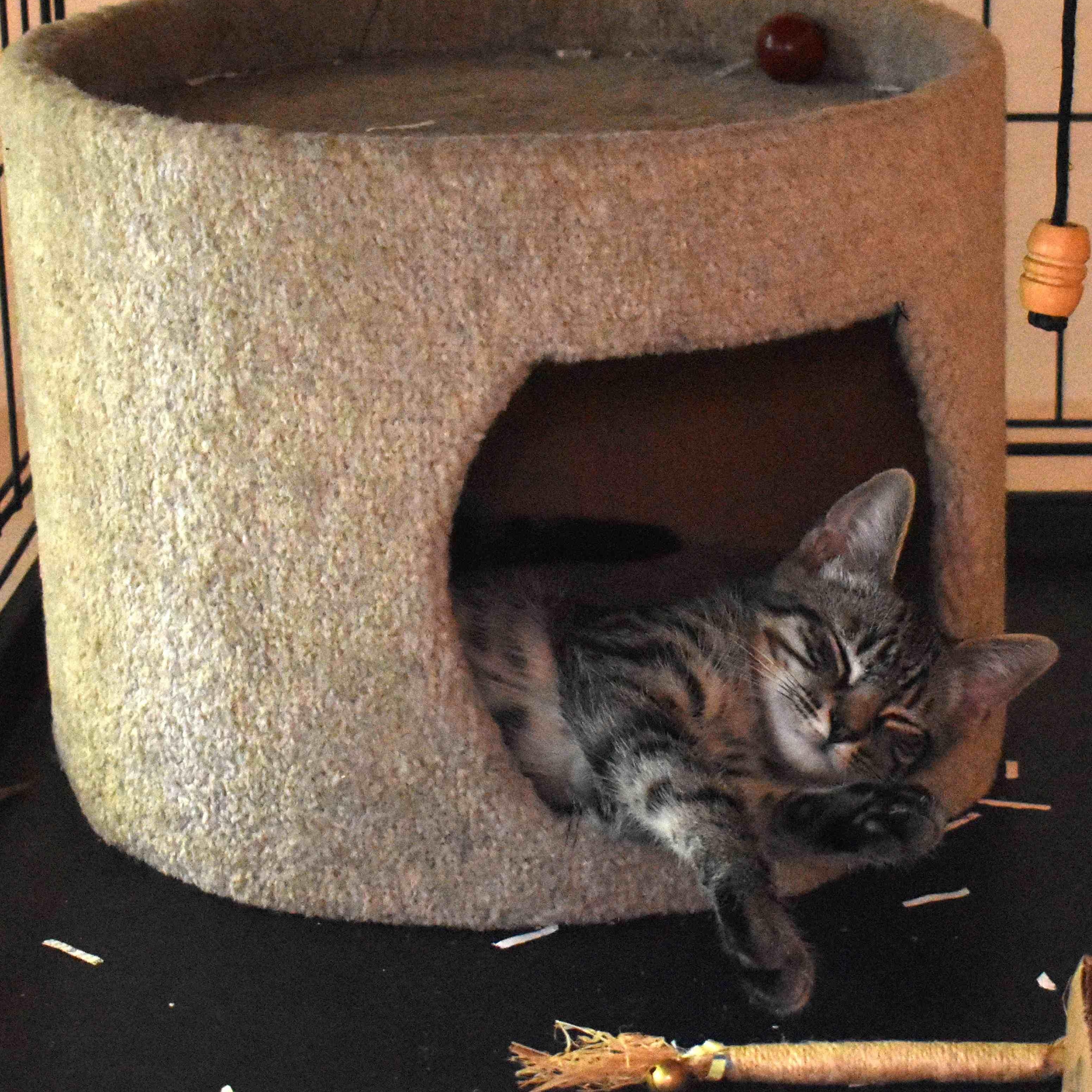Enlarge Frodo, a Adoptable Tabby in Colfax, CA image 5/5