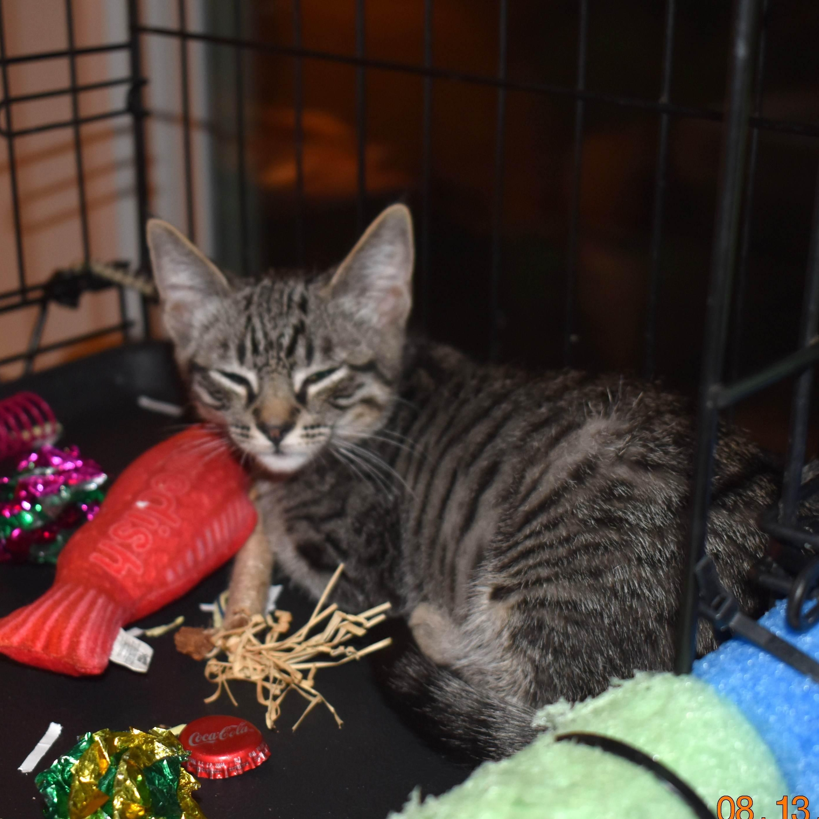 Enlarge Frodo, a Adoptable Tabby in Colfax, CA image 3/5