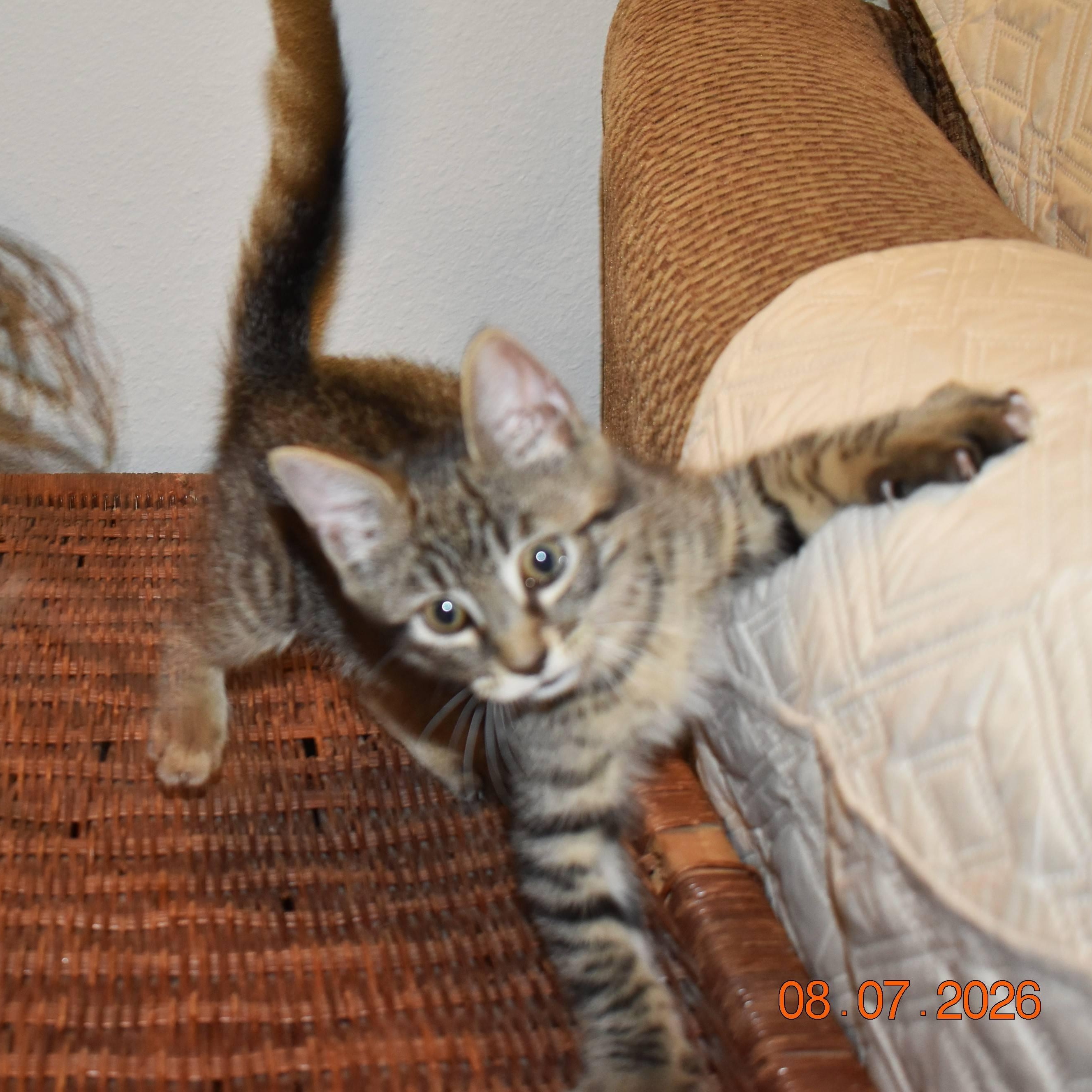 Enlarge Frodo, a Adoptable Tabby in Colfax, CA image 2/5