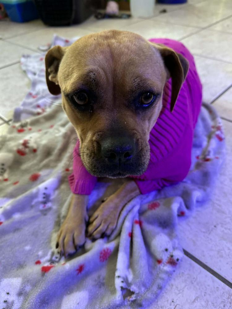 Kay, a Adoptable mixed breed in Deltona, FL image 1/3