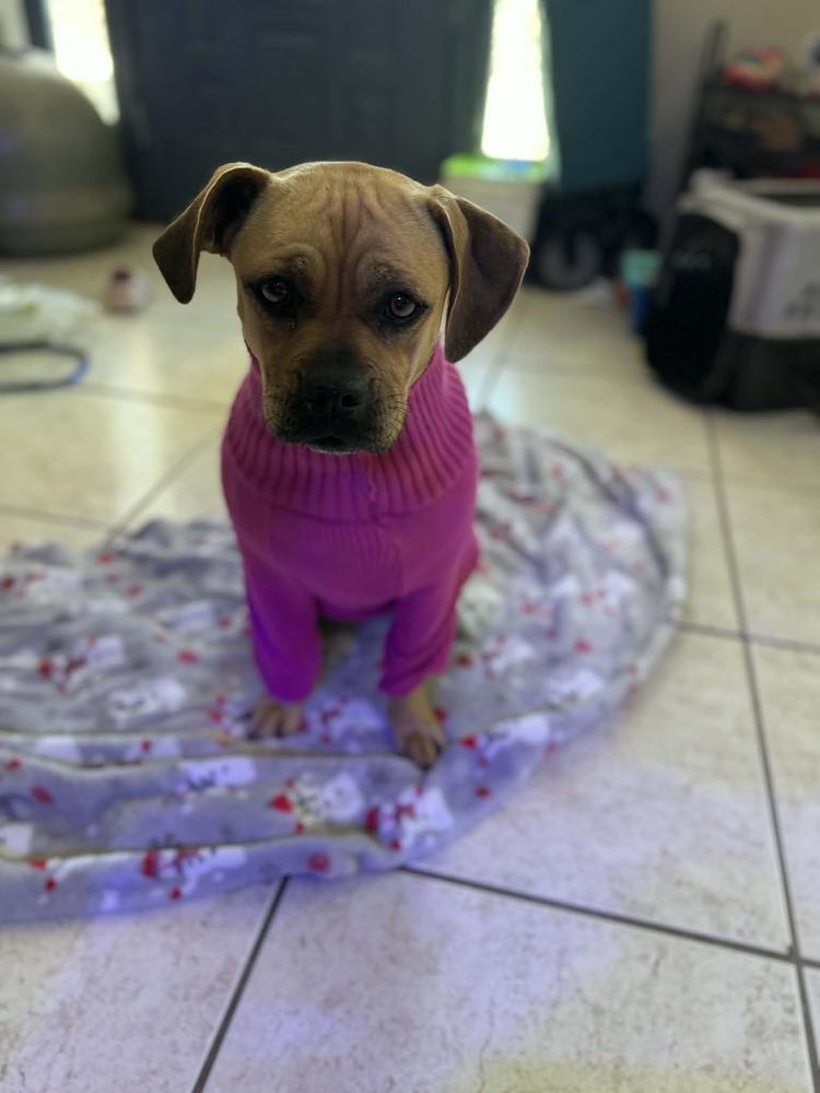 Kay, a Adoptable mixed breed in Deltona, FL image 2/3