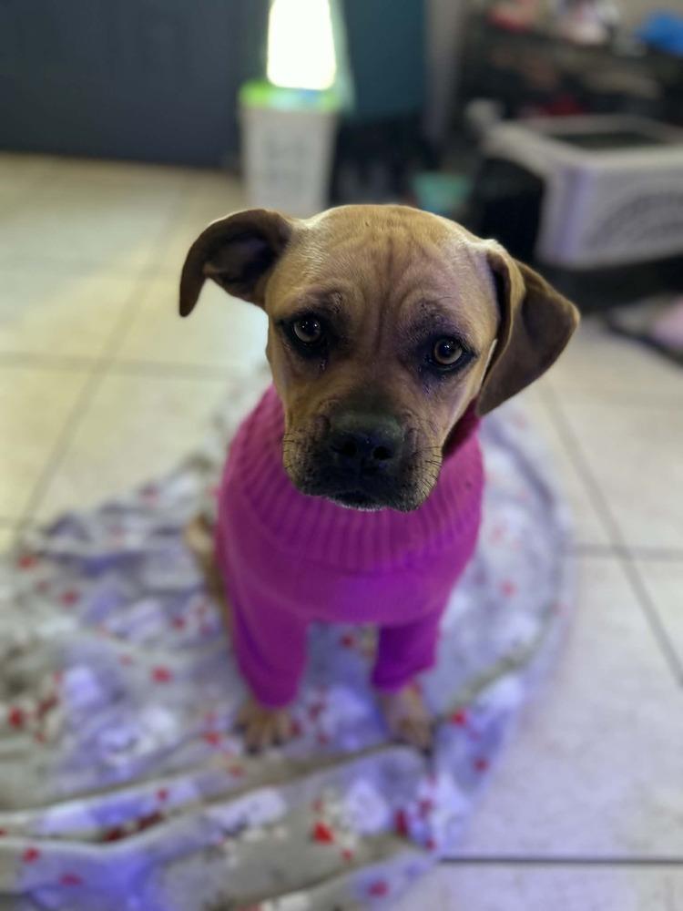 Kay, a Adoptable mixed breed in Deltona, FL image 3/3