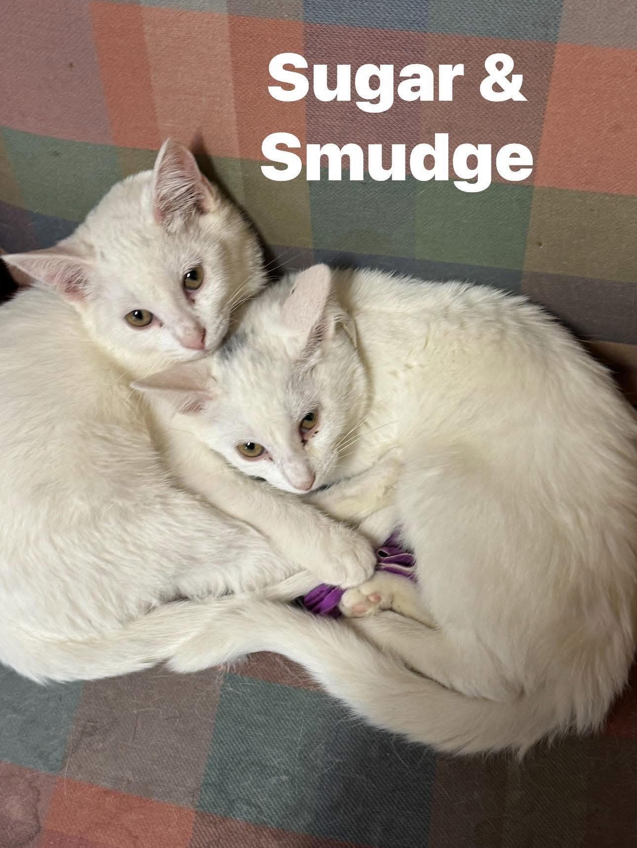 Sugar and Smudge, Adoptable, Young Female Domestic Short Hair.