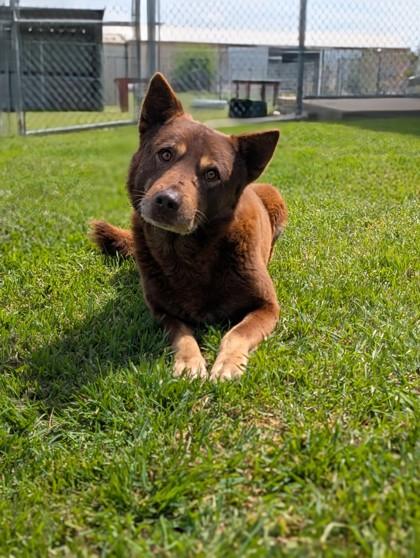 Enlarge Sampson, a Adoptable mixed breed in Mansfield, TX image 1/3