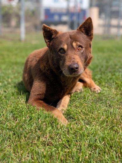 Sampson, Adoptable, Adult Male Siberian Husky & Mixed Breed.