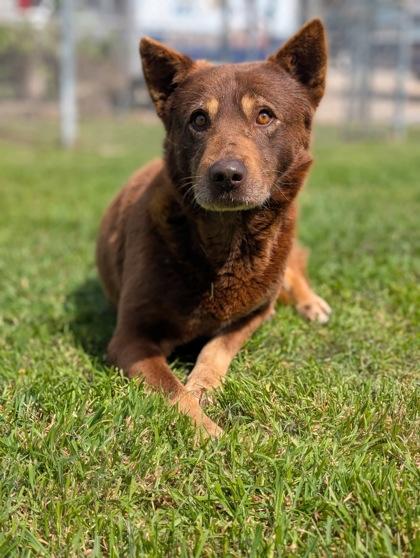 Enlarge Sampson, a Adoptable mixed breed in Mansfield, TX image 3/3