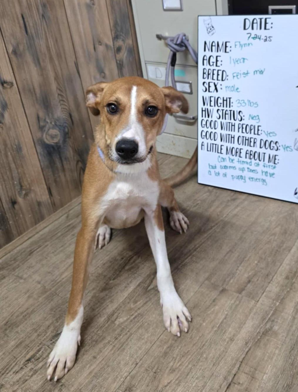 Flynn, Adoptable, Young Male Feist.