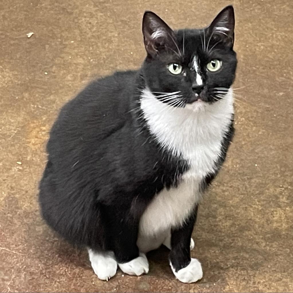 Trixie Girl, Adoptable, Senior Female Domestic Short Hair.