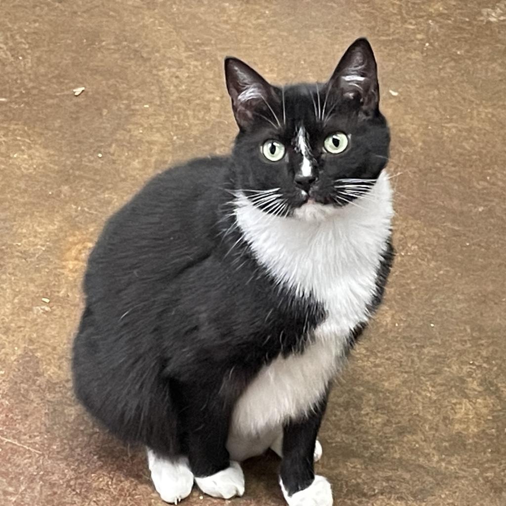 Trixie Girl, a Adoptable Domestic Short Hair in Lucedale, MS image 2/3