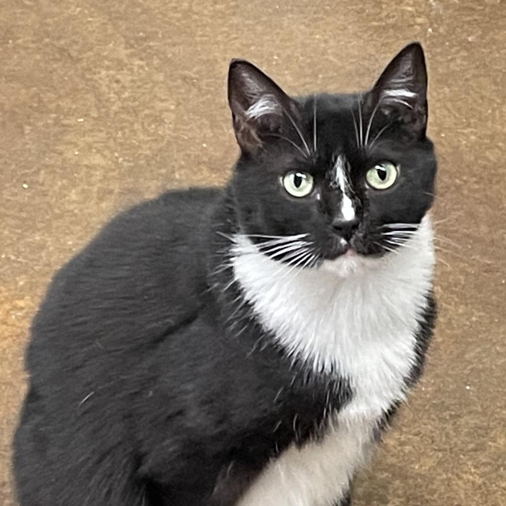 Trixie Girl, a Adoptable Domestic Short Hair in Lucedale, MS image 3/3