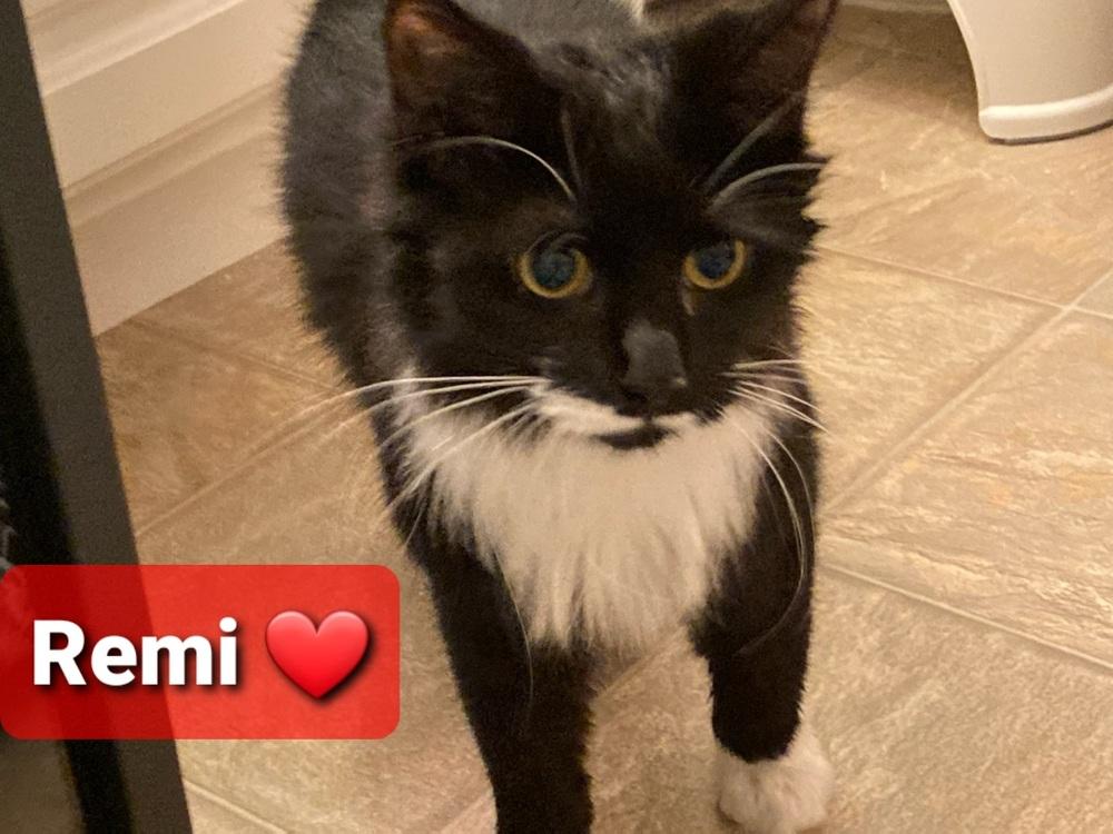 Remi, Adopted, Kitten Female Domestic Medium Hair.