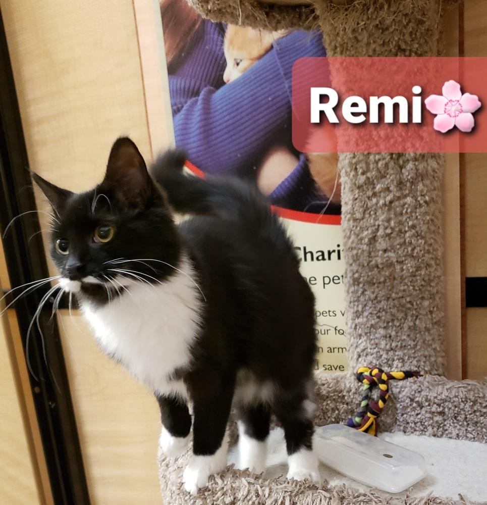 Remi, a Adopted Domestic Medium Hair in Willingboro, NJ image 2/3