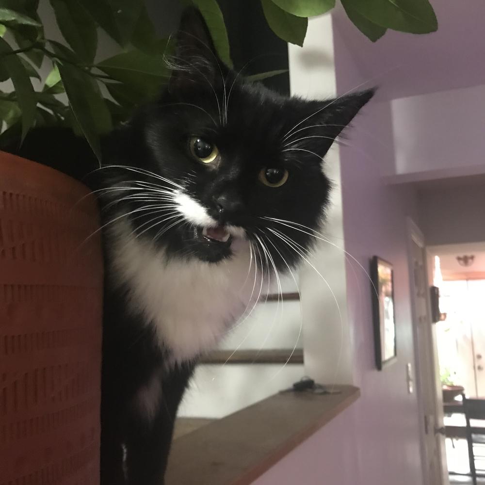 Remi, a Adopted Domestic Medium Hair in Willingboro, NJ image 3/3