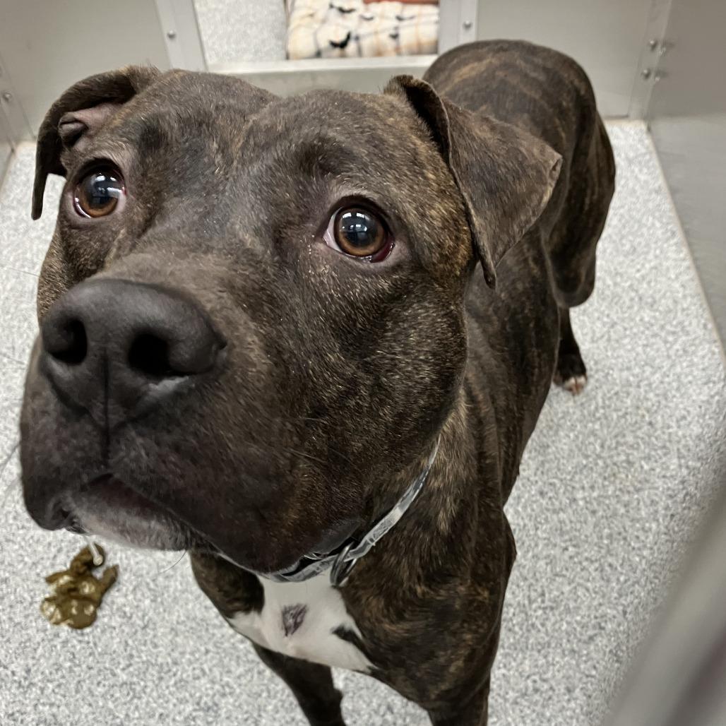 Loki, Adoptable, Young Male American Staffordshire Terrier.