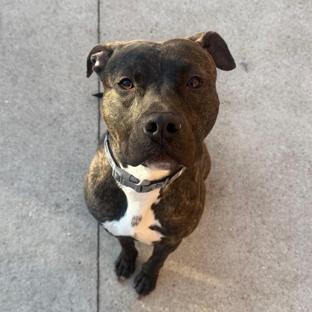 Enlarge Loki, a Adoptable American Staffordshire Terrier in Grand Rapids, MI image 2/2