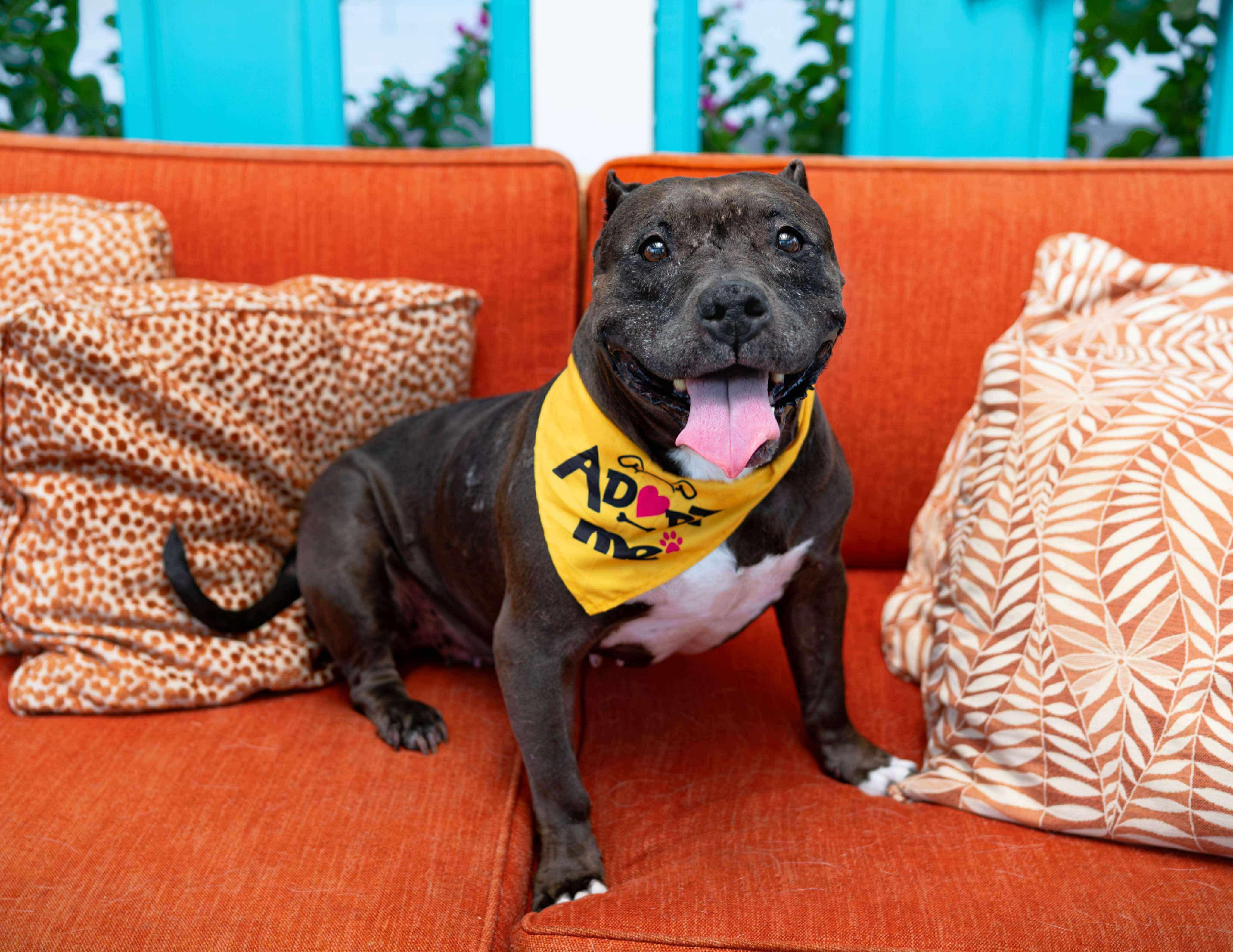 Ruth, an adoptable Pit Bull Terrier in Las Vegas, NV, 89129 | Photo Image 1
