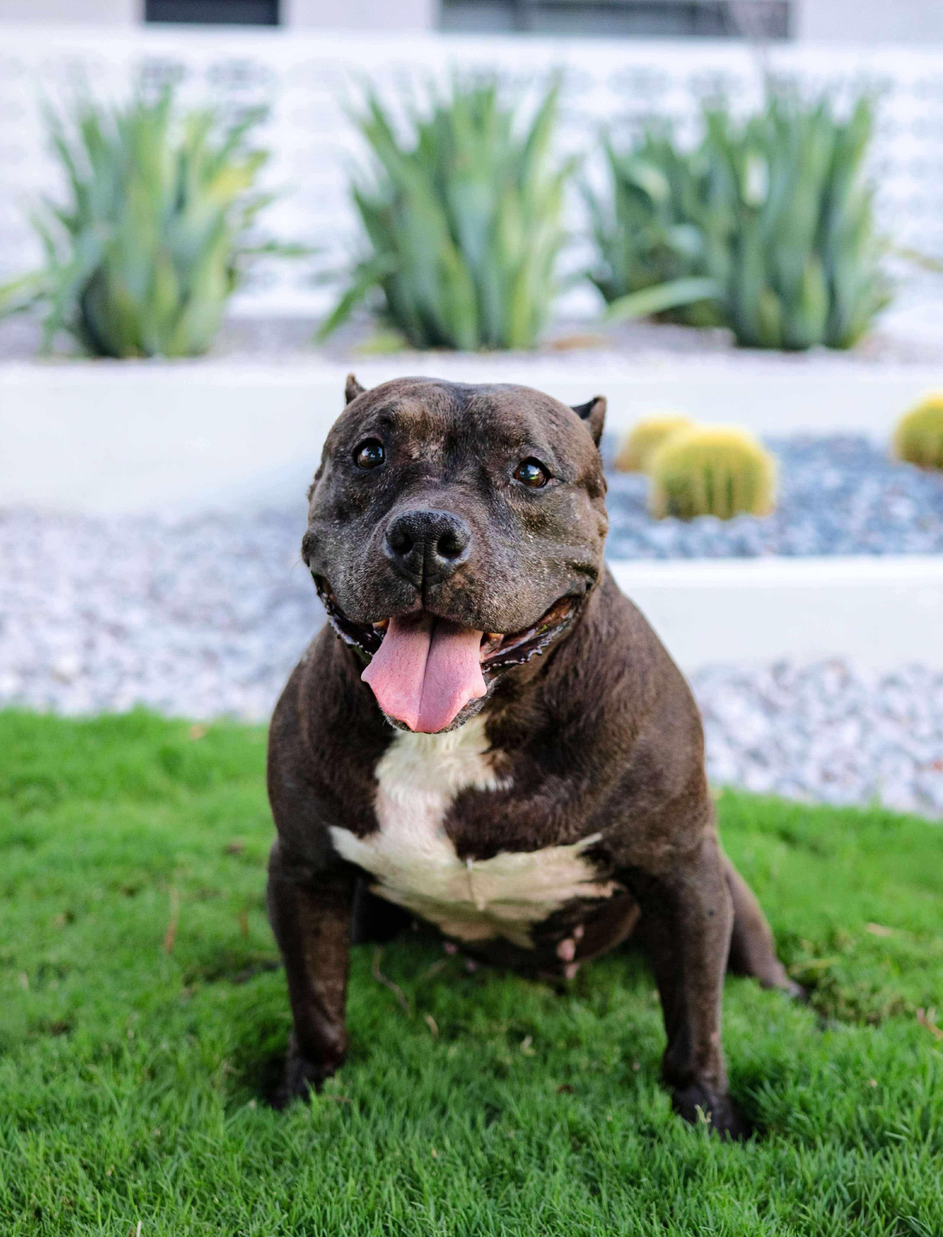 Ruth, an adoptable Pit Bull Terrier in Las Vegas, NV, 89129 | Photo Image 2