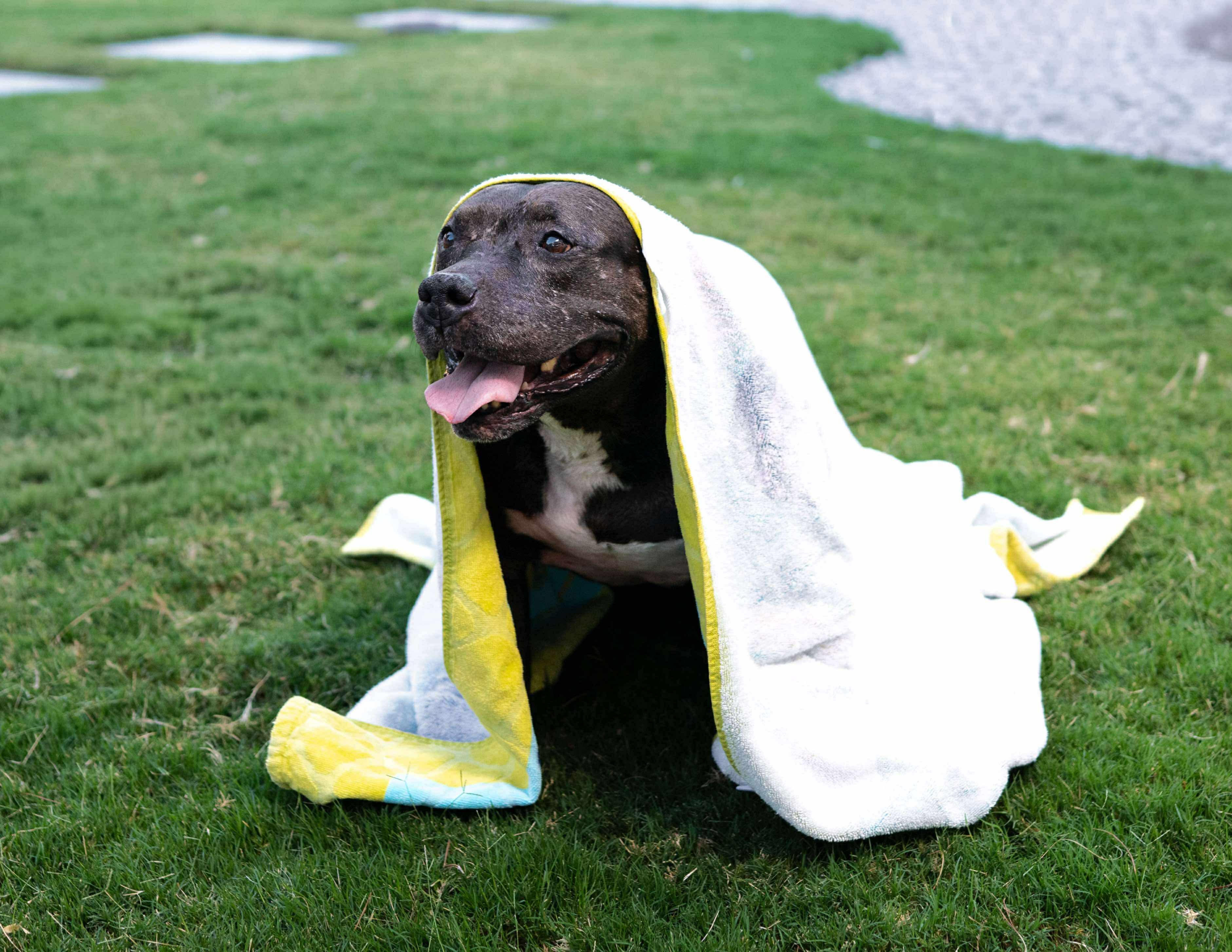 Ruth, an adoptable Pit Bull Terrier in Las Vegas, NV, 89129 | Photo Image 3