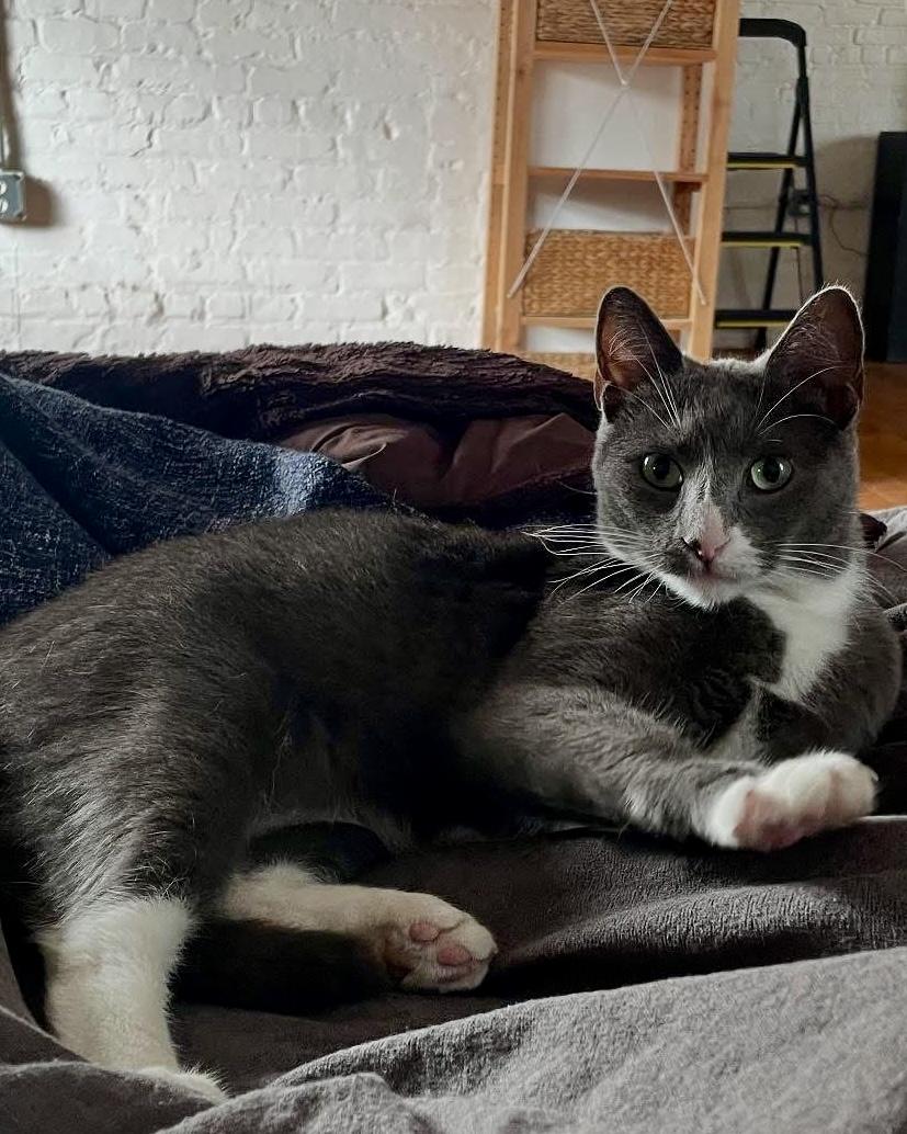 Kisses, a Adoptable Domestic Short Hair in South Ozone Park, NY image 5/5