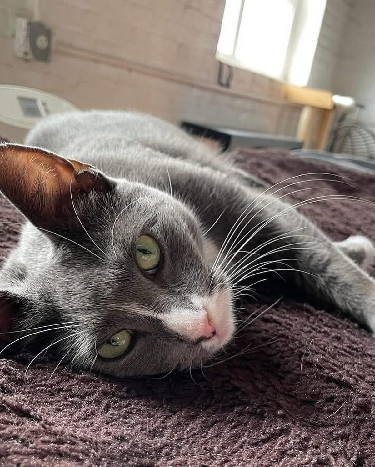 Enlarge Kisses, a Adoptable Domestic Short Hair in South Ozone Park, NY image 2/6